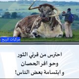 ممدوح هاشم, 35 سنة, Dammam, Saudi Arabia