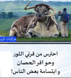 ممدوح هاشم, 35 سنة, النساء