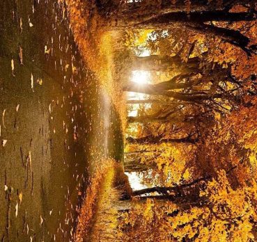 مالك, 20 jaar oud, Amran, Jemen