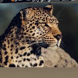 Mohamad, 24 jaar oud, Al Hillah, Irak