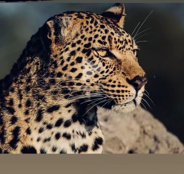 Mohamad, 24 jaar oud, Al Hillah, Irak