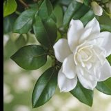 Kobir, 37 jaar oud, Feni, Bangladesh