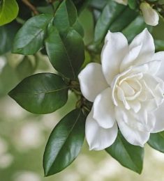 Kobir, 37 jaar oud, Man