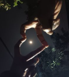 Siam, 24 jaar oud, Man